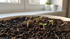 Răsadurile nu mai cresc în înălțime și devin din ce în ce mai puternice pe zi ce trece: un mic adaos care schimbă totul